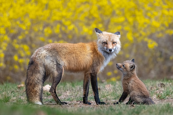 Adoringly.  Red Fox Kit and Dad.  Eastern Massachusetts.