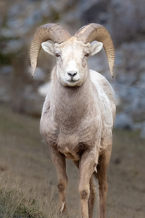 Big Horn Sheep.  Banff National Park, Alberta, Canada.