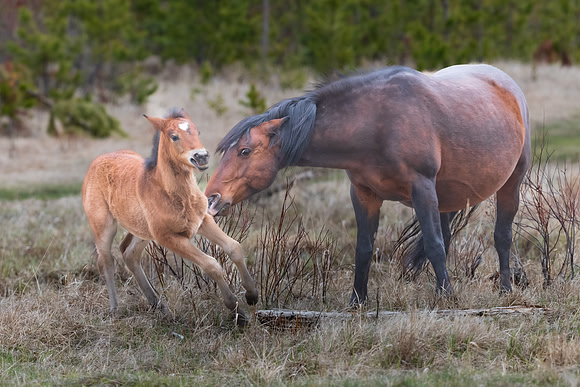 Enough Already.  Wild Horses -- Mom and Colt. Alberta, Canada.