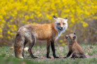 Adoringly.  Red Fox Kit and Dad.  Eastern Massachusetts.