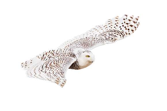 Snowy Owl Flying in High Key.  Coastal New England, USA. November 2022.