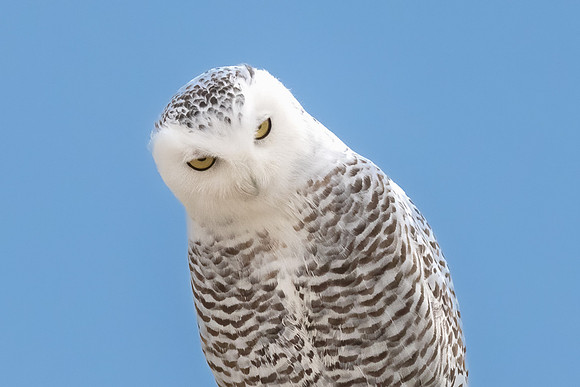 Twisted.  Curious Snowy Owl.  Coastal New England, USA. November 2022.