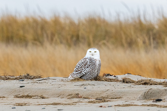 Snowy Owl on the Beach.  Coastal New England, USA. November 2022.