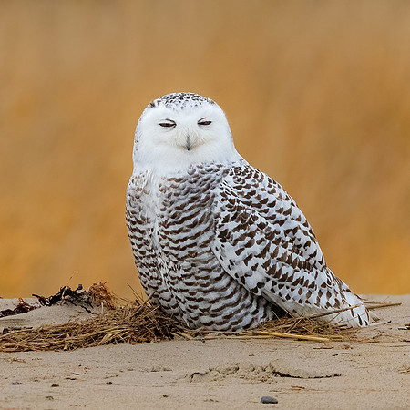 Snowy Owl Showing Eyelash.  Coastal New England, USA. November 2022.