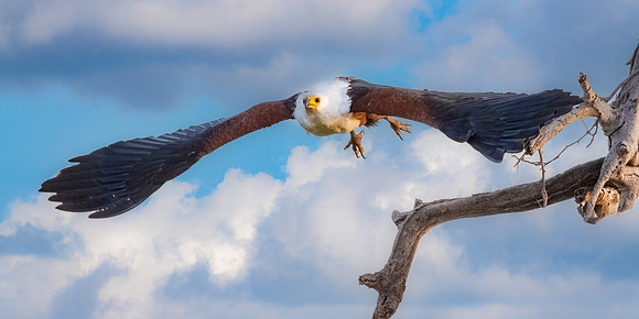 African Fish Eagle Take Off.  Amboseli National Park, Kenya.