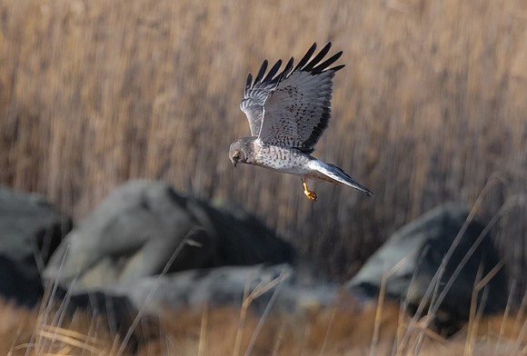 Grey Ghost Hunting the Marshes. Male Northern Harrier.  Parker River Wildlife Refuge, MA. December 2022.