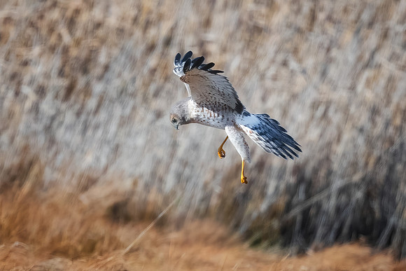 Grey Ghost Hovering. Parker River Wildlife Refuge, MA. December 2022.