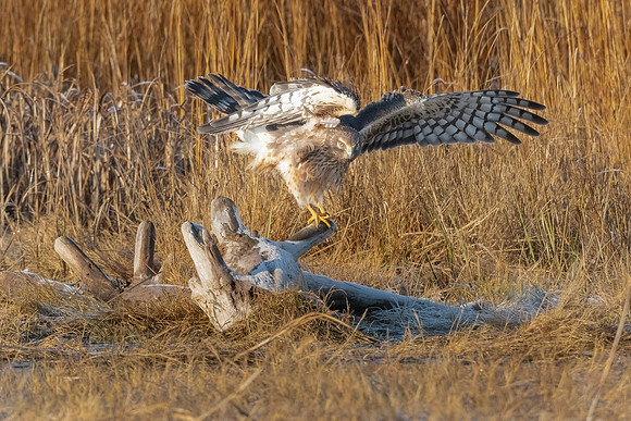 Shaking It Up All Over.  Northern Harrier Female on Log. Salisbury State Reservation, MA.  December 2022.