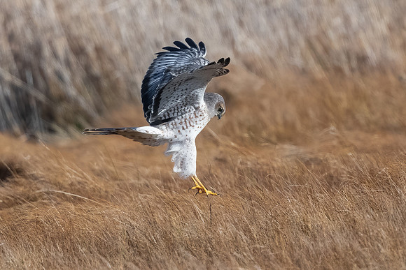 Grey Ghost Claws Up for Hunting. Parker River Wildlife Refuge, MA. December 2022.