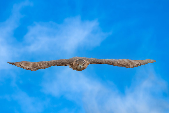 Coopers Hawk Take Off.  Parker River Wildlife Refuge, MA. December 2022.