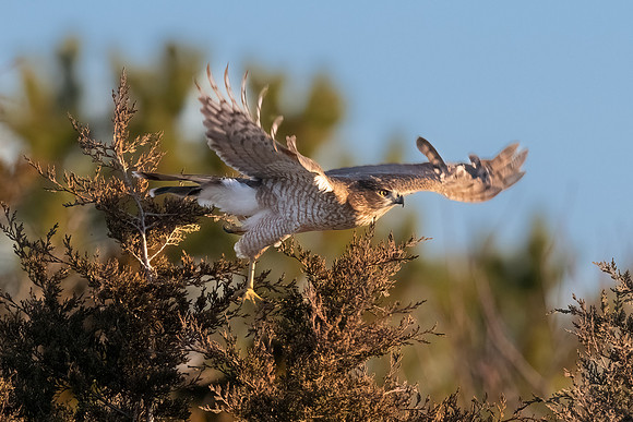 Juvenile Coopers Hawk Take Off.  Salisbury State Reservation, MA.  December 2022.