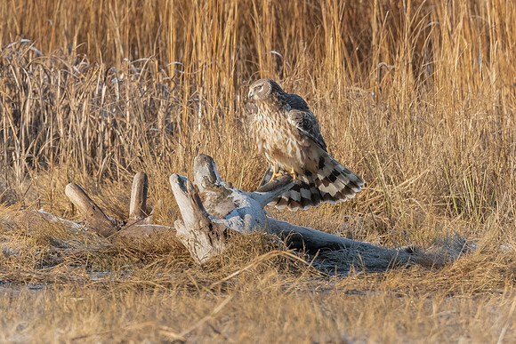 Salisbury State Reservation, MA.  December 2022.