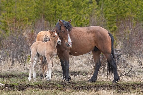 Wild Horse Mom and Foal Cuddling. Rural Alberta, Canada.  May 2022.