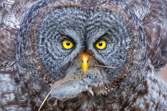 Great Grey Owl Up Close and Personal.  Alberta, Canada. May, 2022.