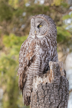 Great Grey Owl on Natural Perch.  Alberta, Canada. May, 2022.