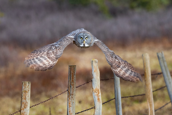 Great Grey Owl Hunting.  Alberta, Canada. May, 2022.