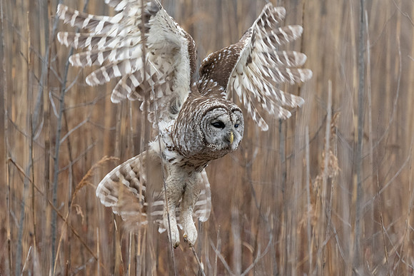 Barred Owl Coming Out of Grasses.  Parker River Wildlife Refuge, MA. Winter 2023.