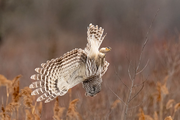 Barred Owl Diving.  Parker River Wildlife Refuge, MA. Winter 2012.