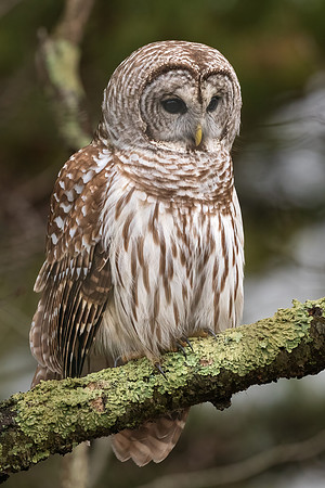 Barred Owl.  New hampshire.