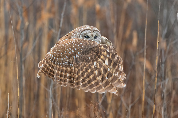Barred Owl Doing Dracula.  Parker River Wildlife Refuge, MA. Winter 2023.