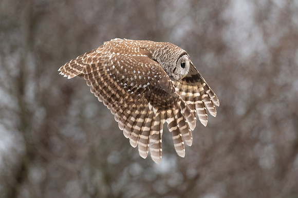 Barred Owl Flying.  Parker River Wildlife Refuge, MA. Winter 2023.