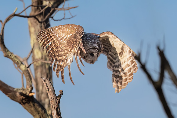 Barred Owl Launching to Hunt.  Parker River Wildlife Refuge, MA. Winter 2023.