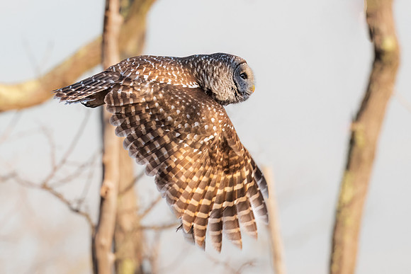 Barred Owl Flying.  Parker River Wildlife Refuge, MA. Winter 2023.