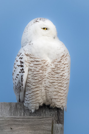 Snowy Owl Portrait.  Coastal New England, USA. Winter 22-23.