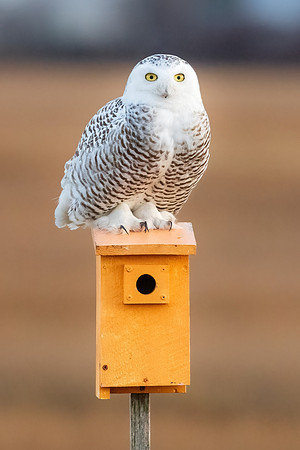 Snowy Owl on a Bird Box.  Coastal New England, USA. Winter 22-23.