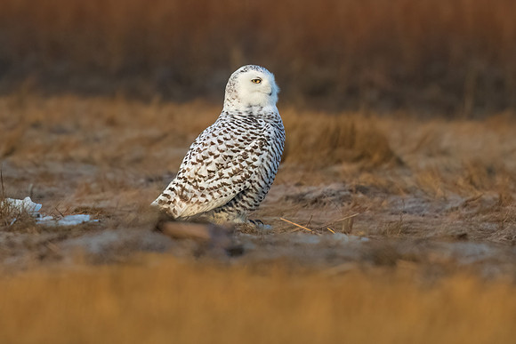 Snowy Owl in the Marsh.  Coastal New England, USA. Winter 22-23.