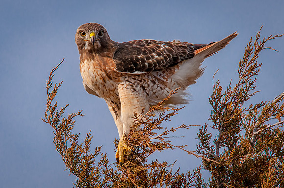 Searching for Food, Red Tail Hawk, Plum Island, MA