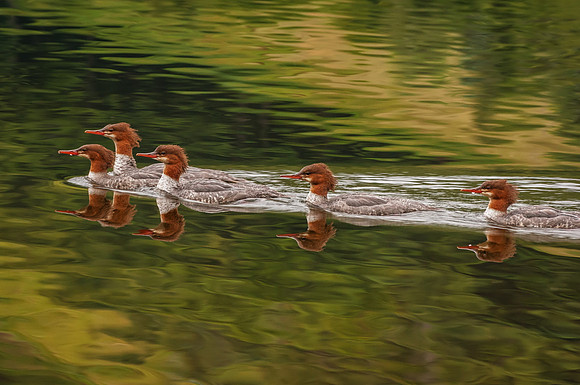 Merganzers in A Row, Echo Lake, Franconia Notch