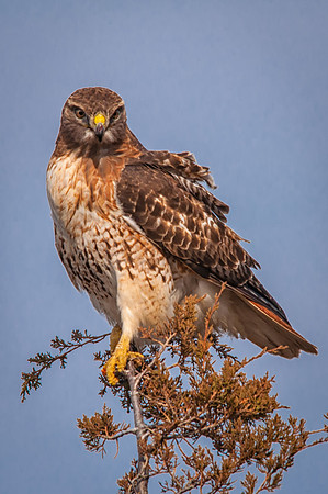 Searching for Food, Red Tail Hawk, Plum Island, MA