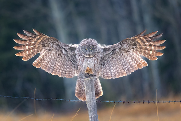 Great Grey Owl Backlit Landing.  Alberta, Canada. May, 2022.