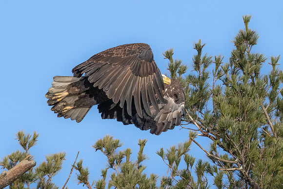 Cloak and Dagger.  Female Bald Eagle Take Off.  Exeter, NH