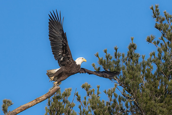 Bald Eagle Take Off.  Exeter, NH