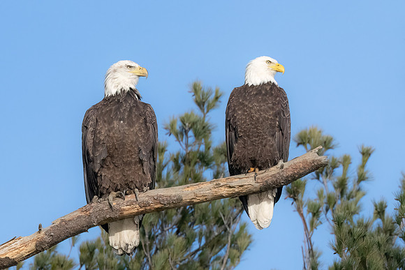 Mating Bald Eagles on Perch.  Exeter, NH