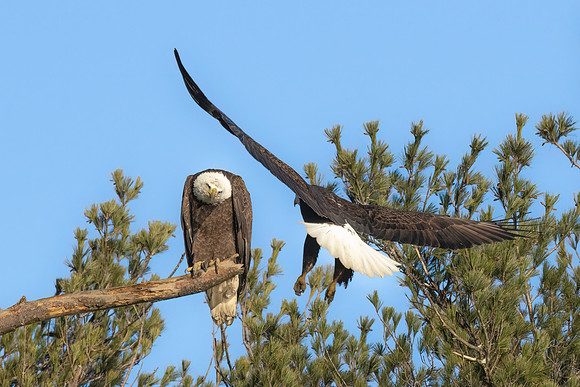 Honey I'm Home.  Female Bald Eagles.  Exeter, NH