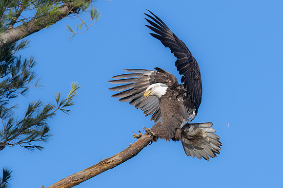 Nailing the Landing. Female Bald Eagle. Exeter, NH