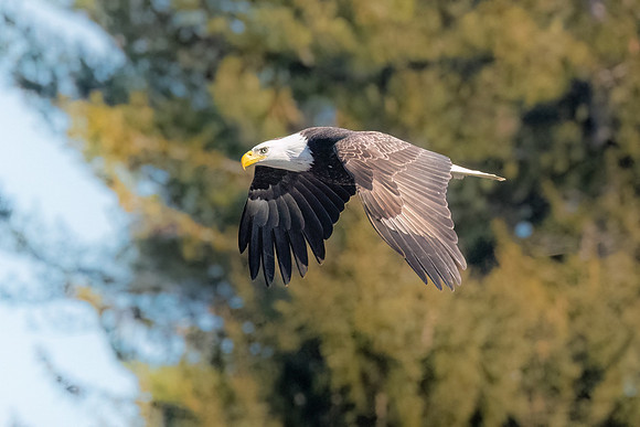 Flyinhg Across the River.   Female Bald Eagle. Exeter, NH