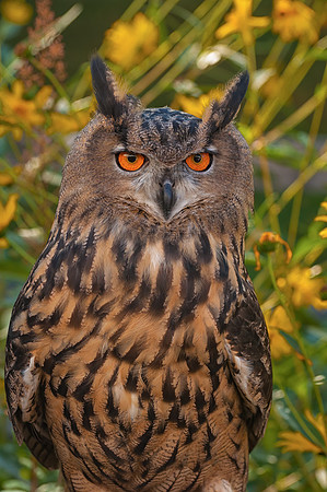 Eagle Owl Posing