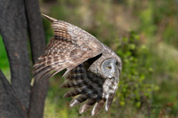 Great Grey Owl on the Hunt II, British Columbia, 2026