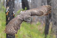 Great Grey Owl on the Hunt, British Columbia, 2026