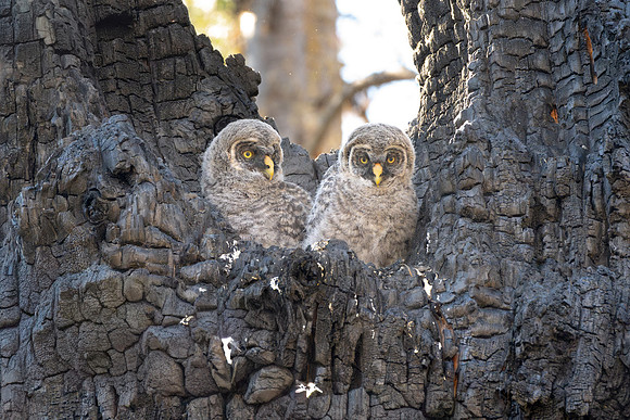 Great Grey Owlets in Nest, British Columbia, 2026