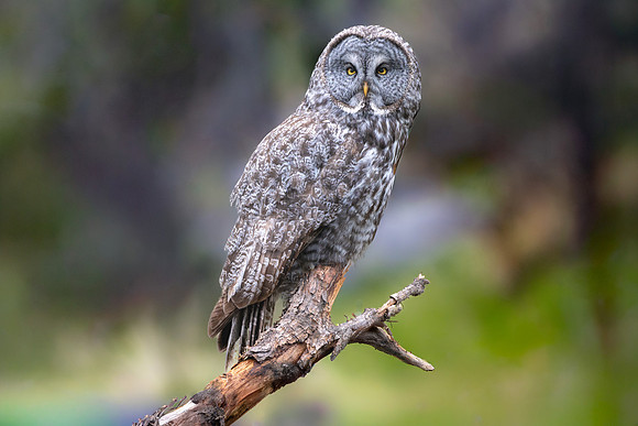 Great Grey Owl Dad Perched, British Columbia, 2026