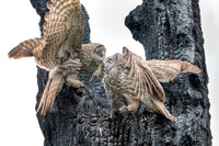Great Grey Owls Food Transfer at Nest, British Columbia, 2026