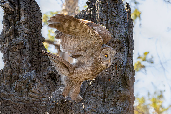 Great Grey Owl Mom Launching from Nest, British Columbia, 2026