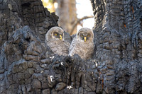 Great Grey Owlets in Nest, British Columbia, 2026