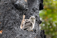 Great Grey Owlet Alpha ready to Fledge Nest, British Columbia, 2026