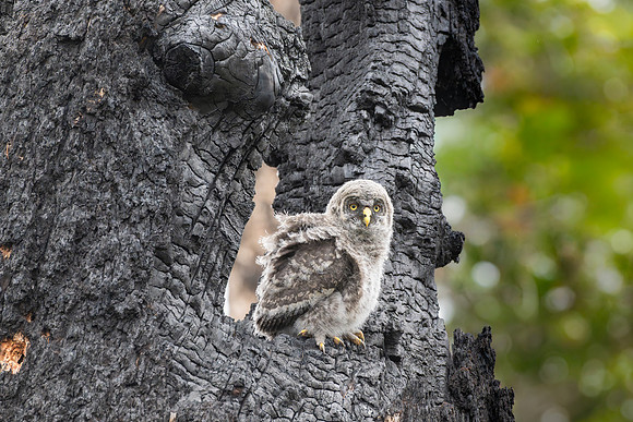 Great Grey Owlet Alpha ready to Fledge Nest, British Columbia, 2026
